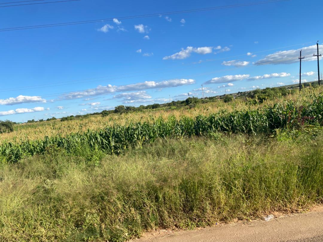 GREEN GOLD IN THE GHETTO: City maize stands tall as urban farmers smell harvest