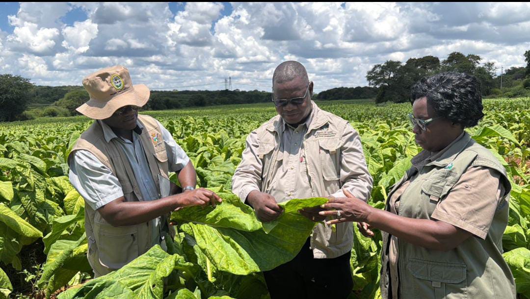WATCH: 2026 tobacco selling season to begin early March