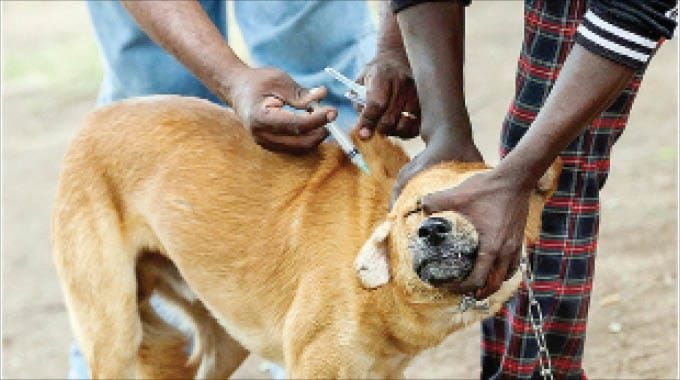 WATCH: Government launches nationwide dog vaccination drive amid rising rabies cases