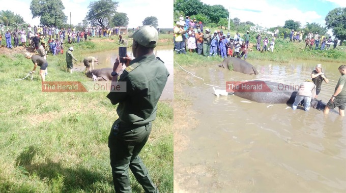 Villagers flock for meat, after hippos culled at Obert Mpofu’s homestead