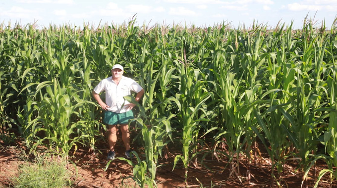 Arda Antelope Estate poised for 3 700t maize harvest