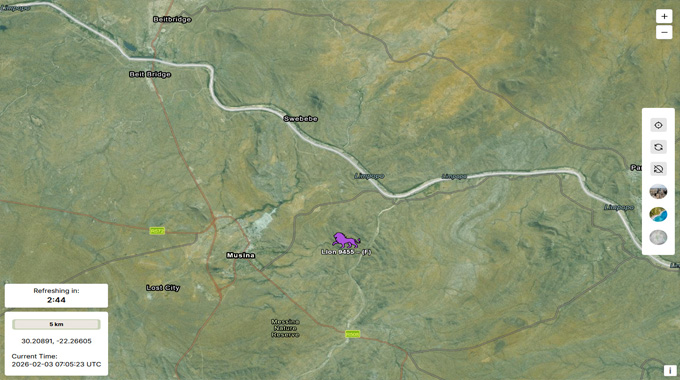 Relief for Beitbridge communities as stray lioness returns to South Africa