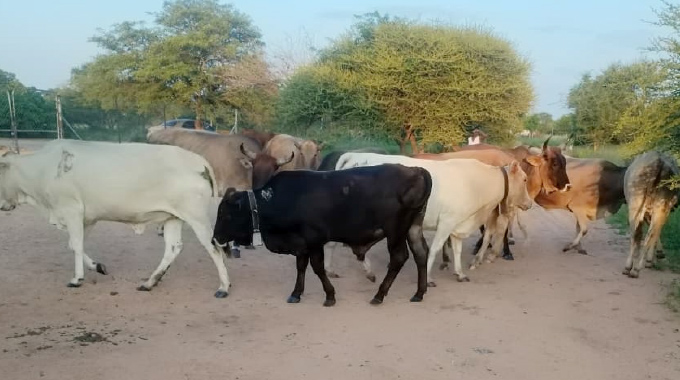 Mystery moo crew mayhem: 14 STRAY CATTLE CAMP IN VILLAGE