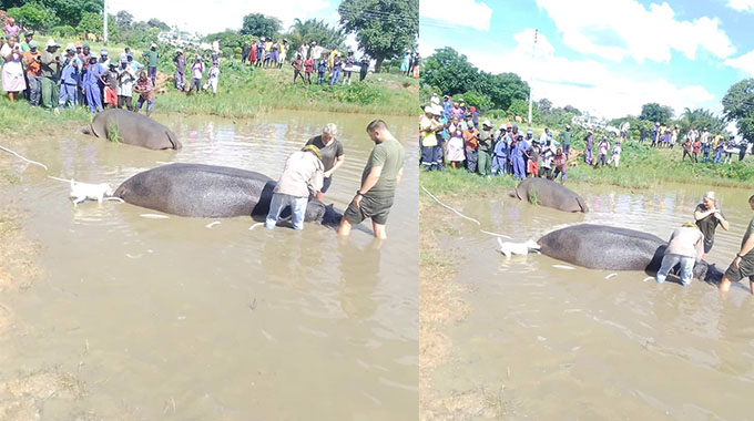 Hippos stray into Obert Mpofu’s homestead, shot after relocation fails