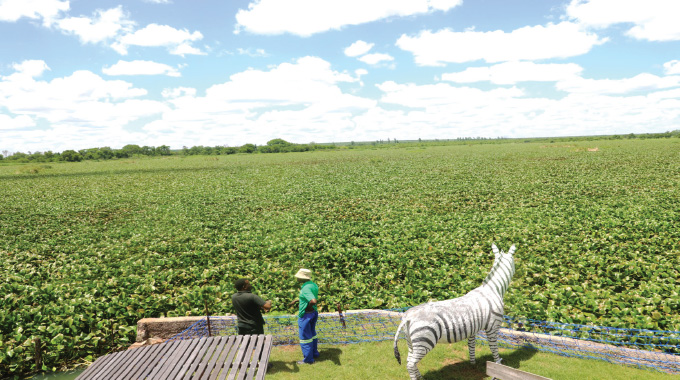 Green menace chokes Umguza Dam, sinks livelihoods and leisure