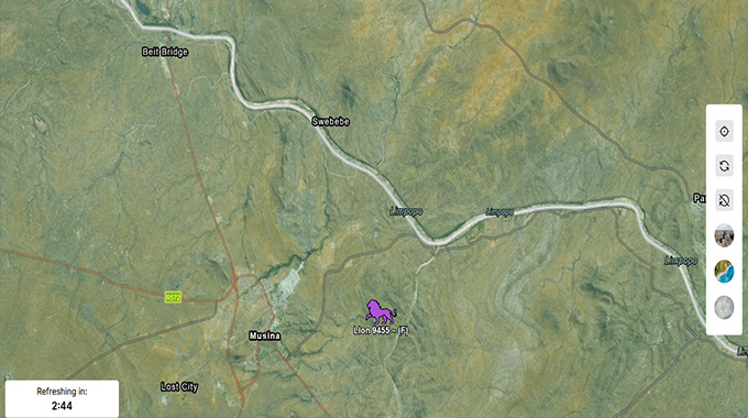 Relief for Beitbridge community as marauding lioness returns to SA