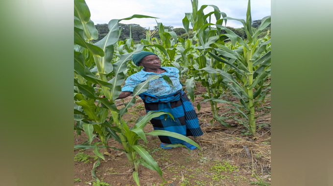 96-year-old woman defies climate change, leads  smart farming in Zvishavane