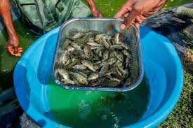 Zimbabwe targets 30 million fingerlings to boost rural economies
