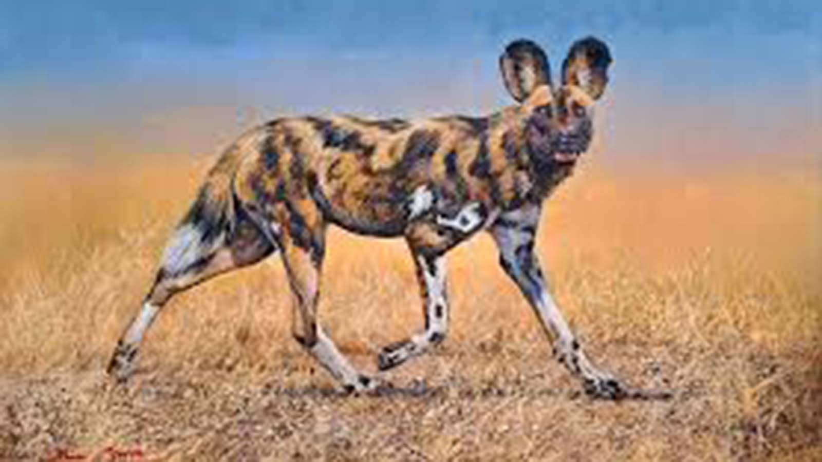 Wild dogs return to Matusadonha