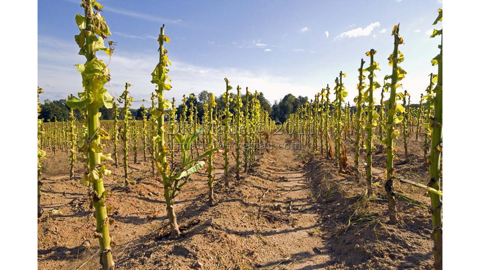 Destroy tobacco stalks to stop pests, diseases – farmers told
