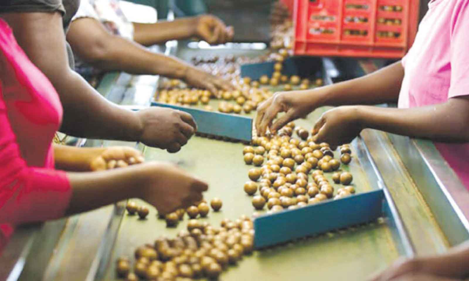 Local horticulture sector set  for China market expansion
