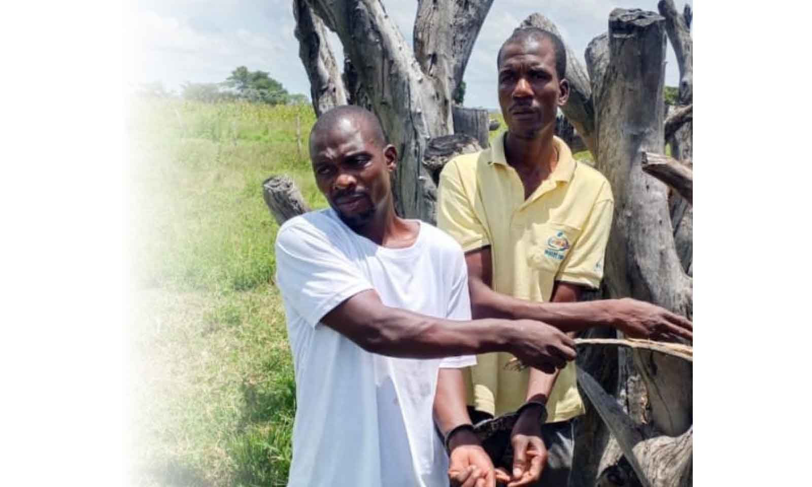 CHINHOYI CATTLE RUSTLERS NABBED