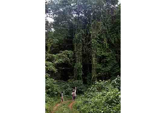 Covering approximately 960 hectares, Chirinda is Zimbabwe’s only medium altitude rainforest