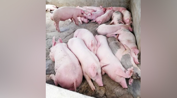I-Swine flu yingozi kungulube