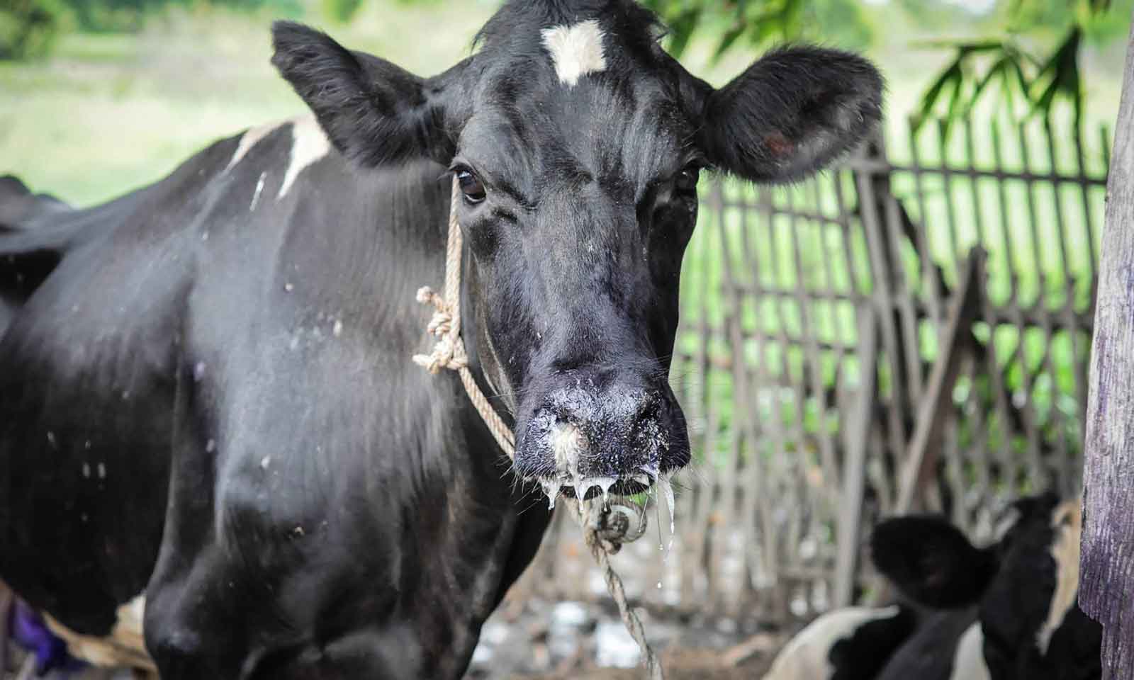FMD restrictions also apply to pigs, Govt advises farmers