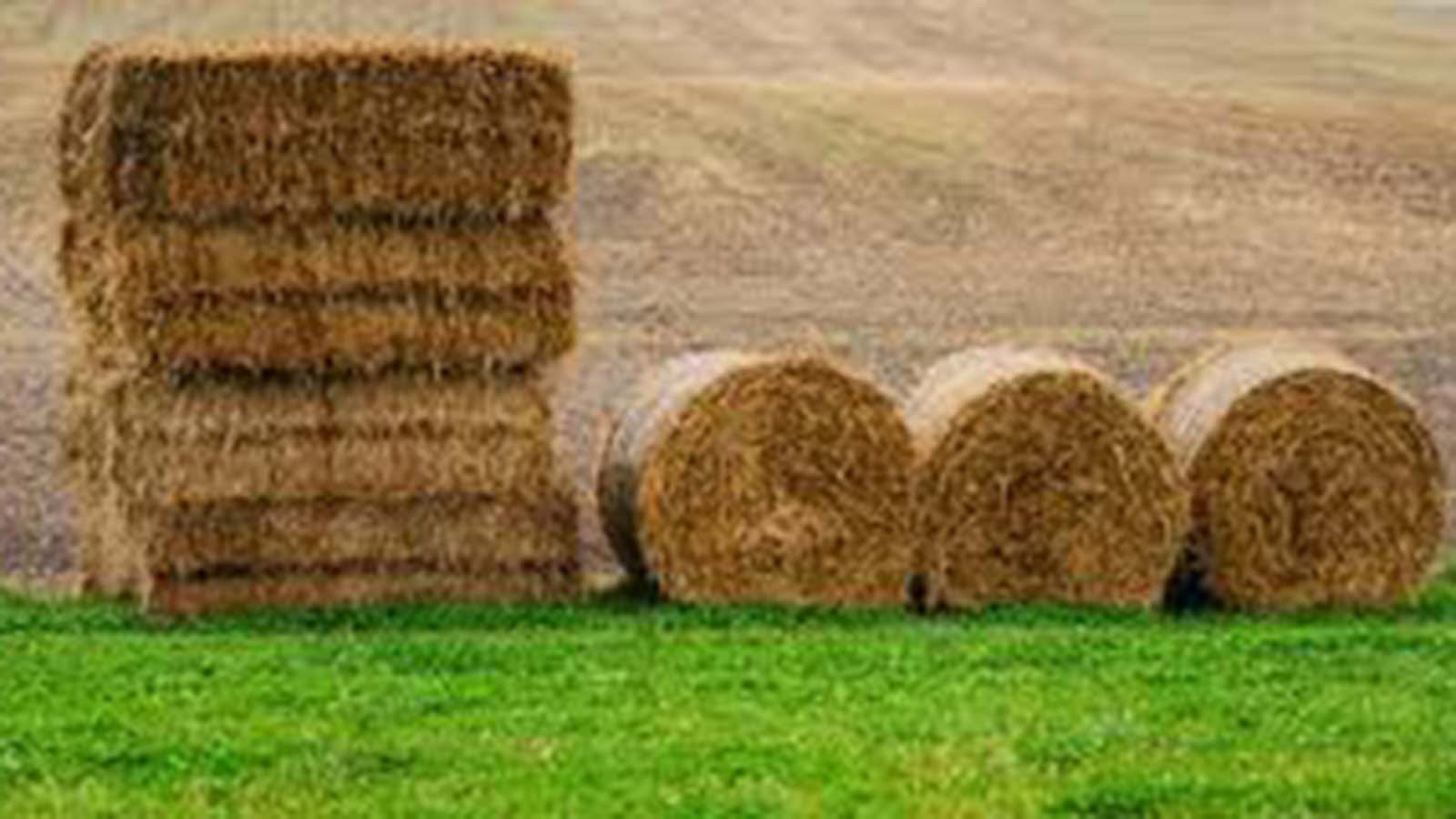 Forage conversion the time is now