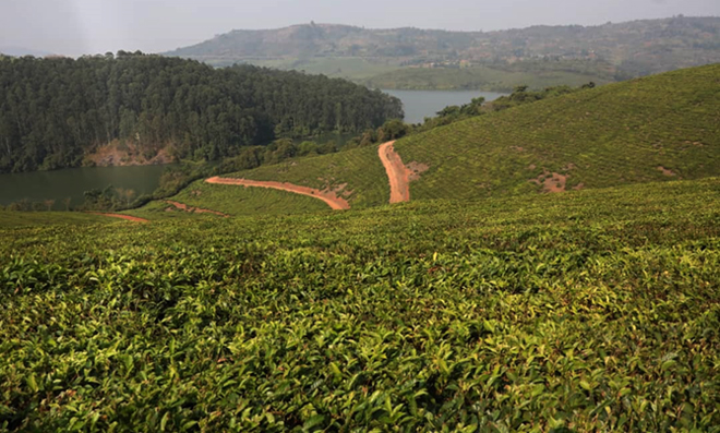 Honde Valley tea plantations