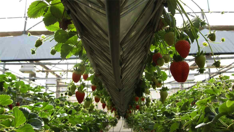 China’s appetite grows: Manicaland farmers cash in