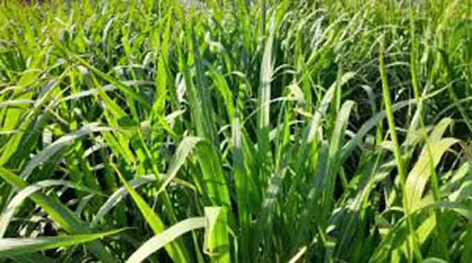 Govt on Juncao grass mass distribution