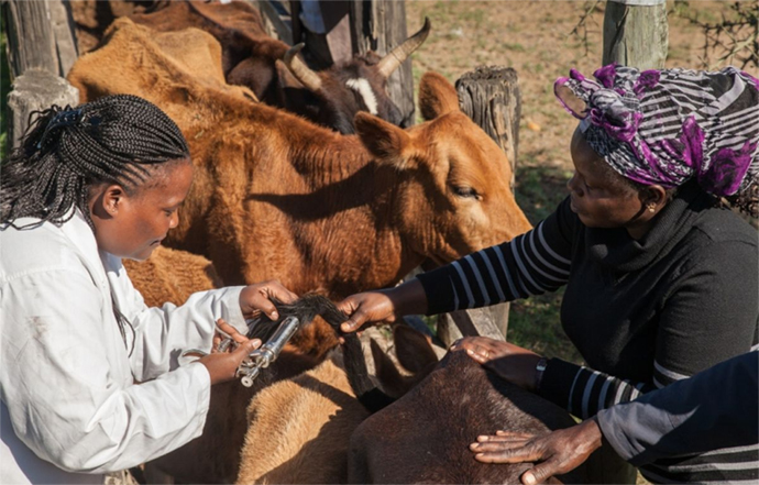 The DVS has now taken a tough stance to promote weekly cattle dipping in a bid to control the spread of the tick-borne disease