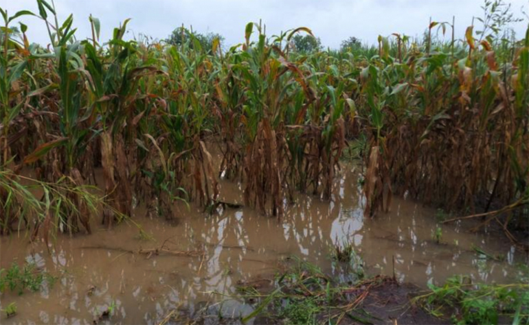 The incessant downpours have created an environment conducive to crop damage, putting the anticipated bumper harvest at risk