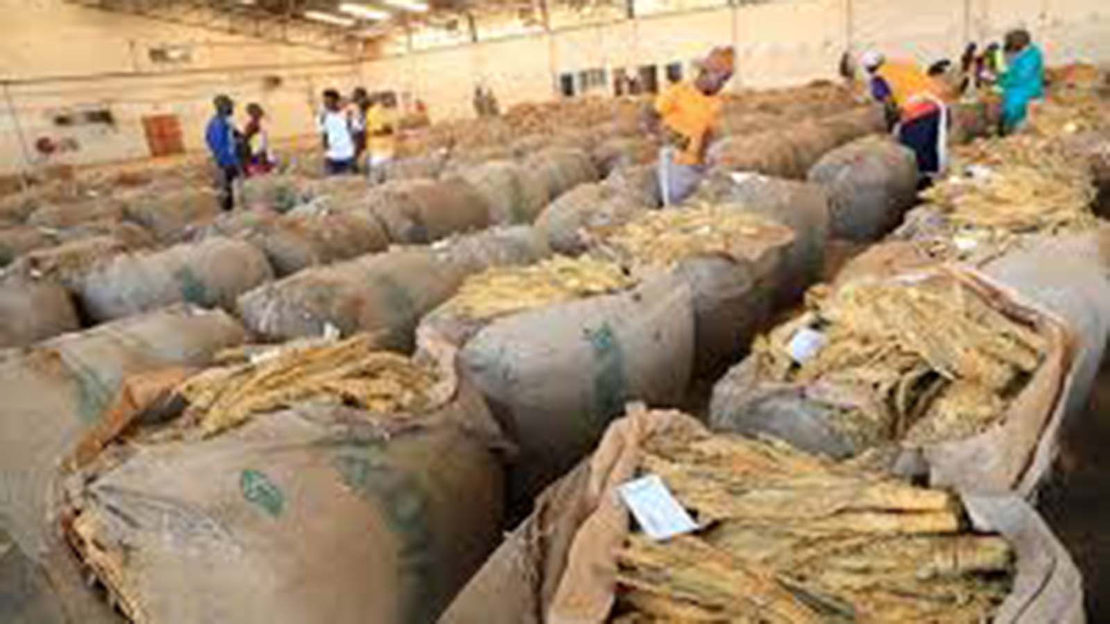 bale of tobacco Tobacco auction bale rejection falls 74 percent – herald