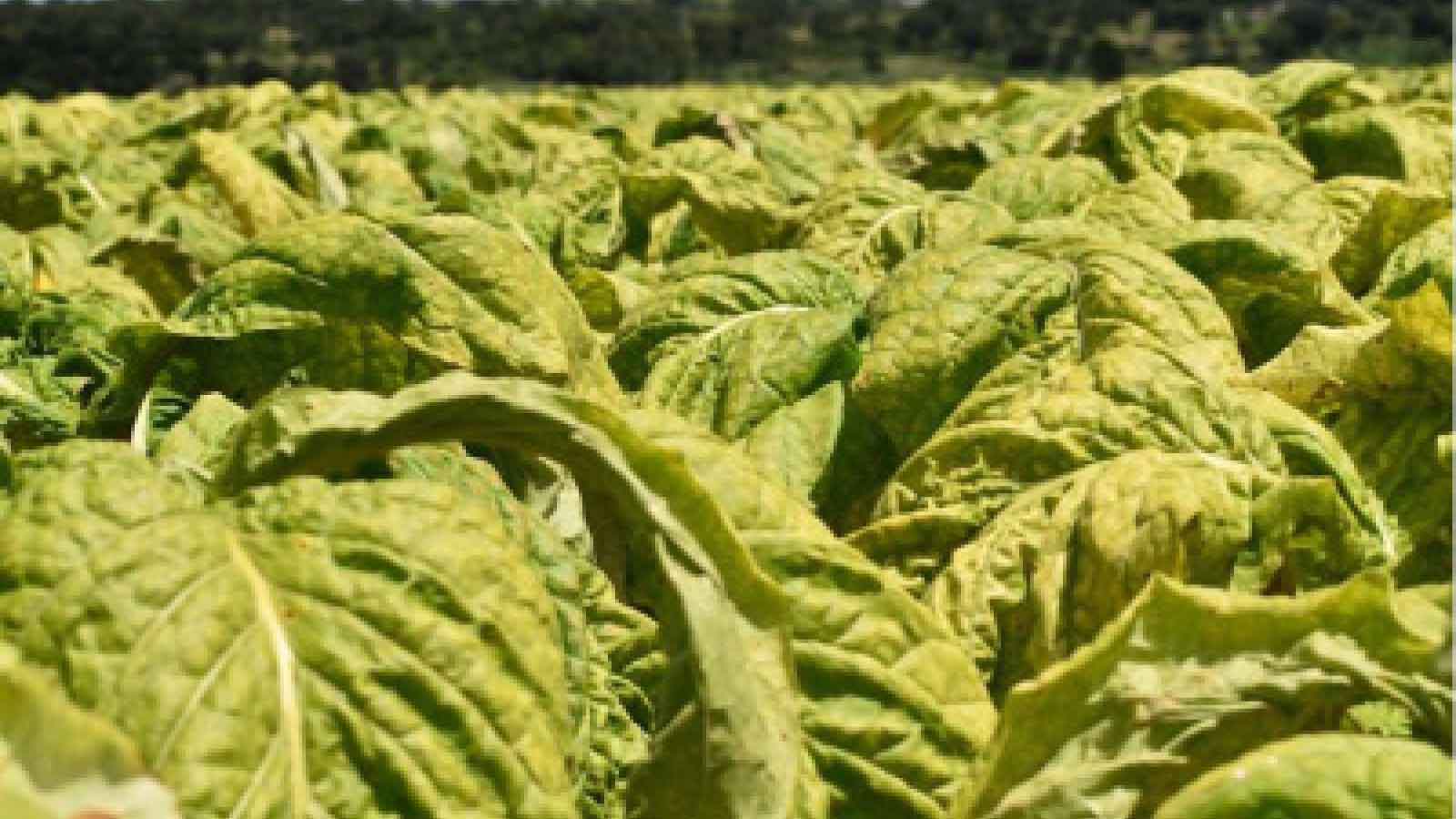 ‘Market saturation will not suppress charm of quality tobacco’