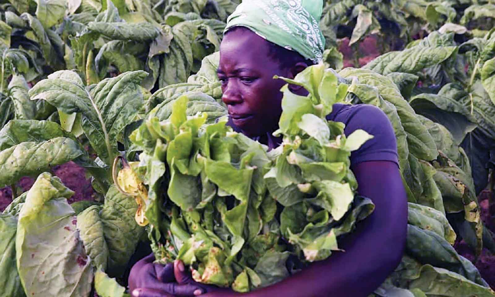 Localisation of tobacco  funding hits 67 percent
