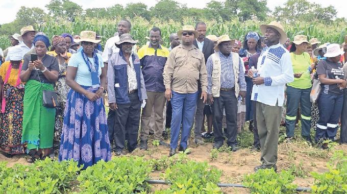 Deep in Ngwala, a family turns dust to destiny: The Ndlovus’ farming miracle