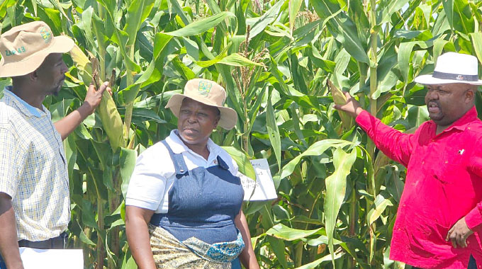 Government urged to add maize inputs for Region 5 farmers