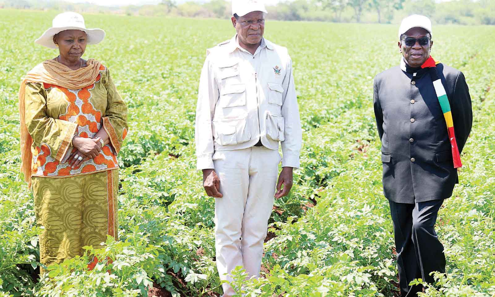 Zim goes for broke…Record 662 000-tonne wheat target set for 2026