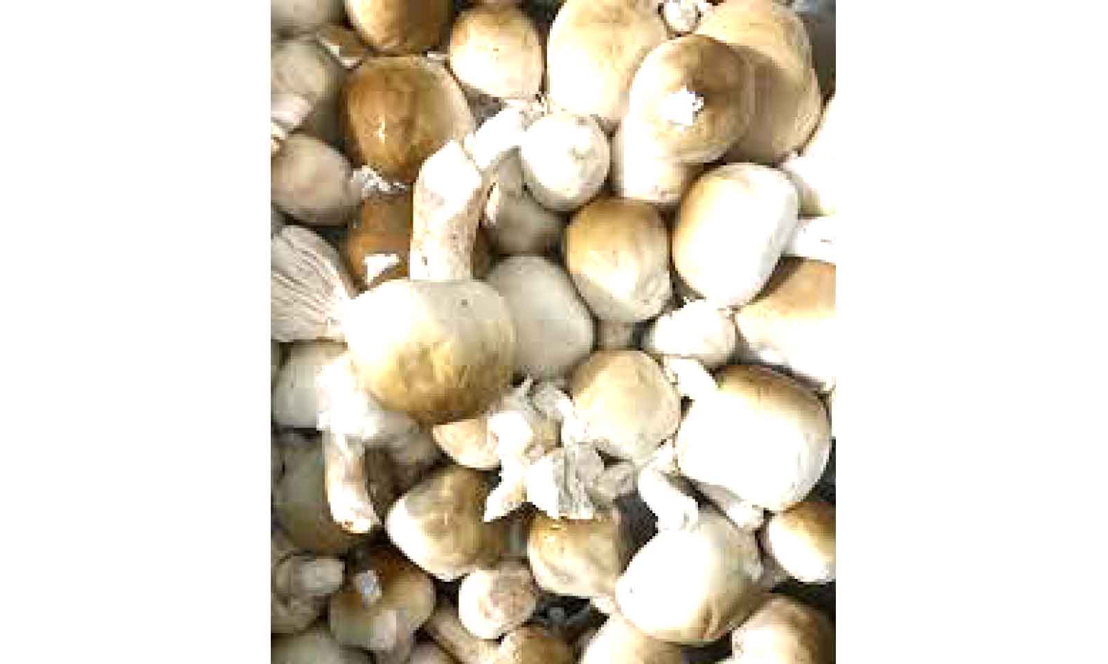 Wild mushroom poisoning: Busting the myths