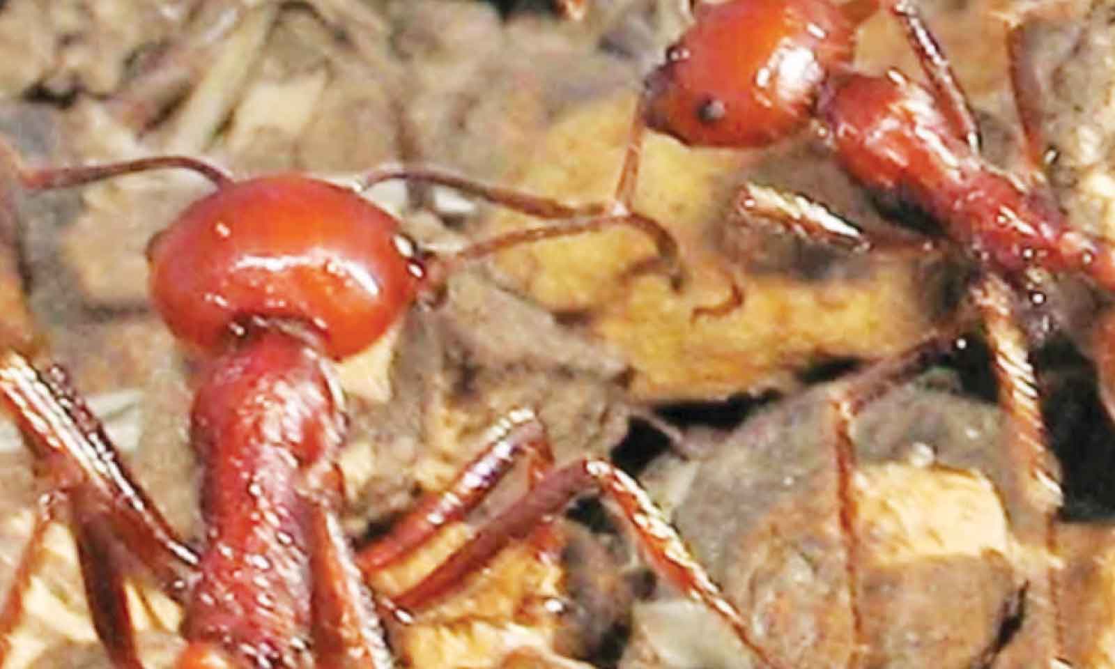 A COOL US$220 FOR AN ANT, HOW THIS IS FUELLING A BLACK MARKET FOR ANTS