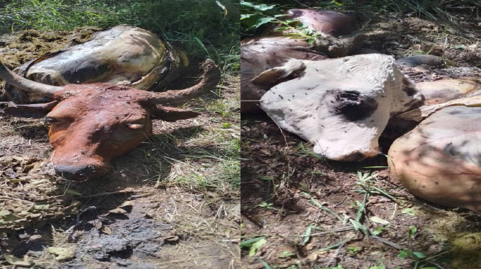 SKULLS, CARCASSES AND BLOOD Fear grips Shangani as rustlers slaughter and debone stolen cattle