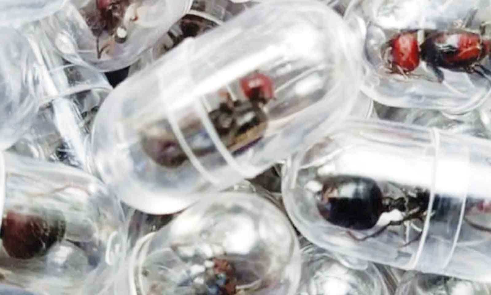 TWO MEN CHARGED WITH TRYING TO SMUGGLE 2K LIVE ANTS