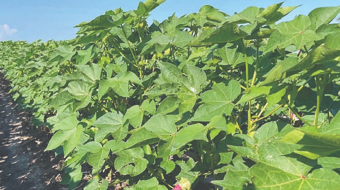 Cotton production to recover in 2026
