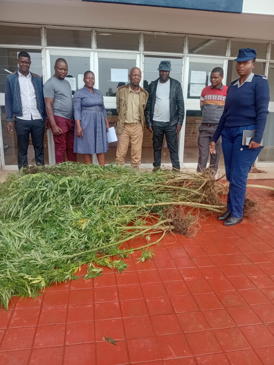 Gwanda man arrested after police recover 102 dagga plants