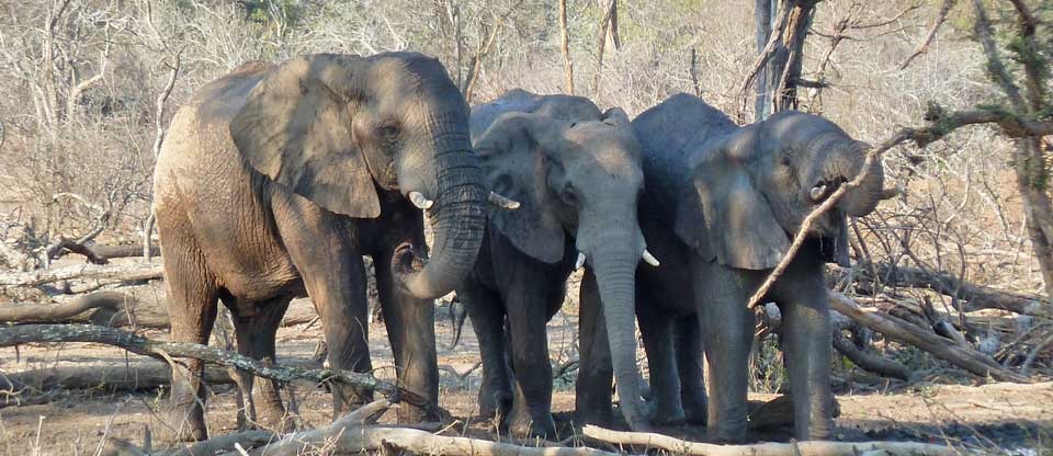 Beitbridge RDC tackles elephant-human conflict across the district