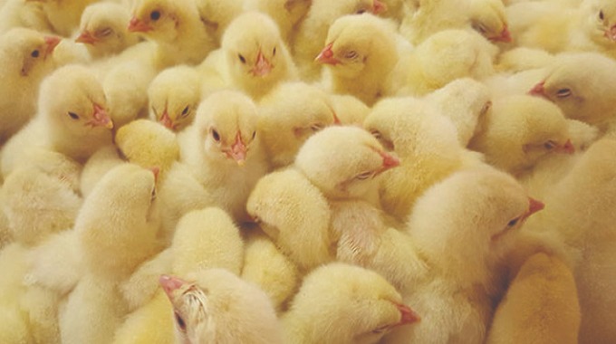 Anti-competitive practices flagged  in day-old chicks, stock feed trade