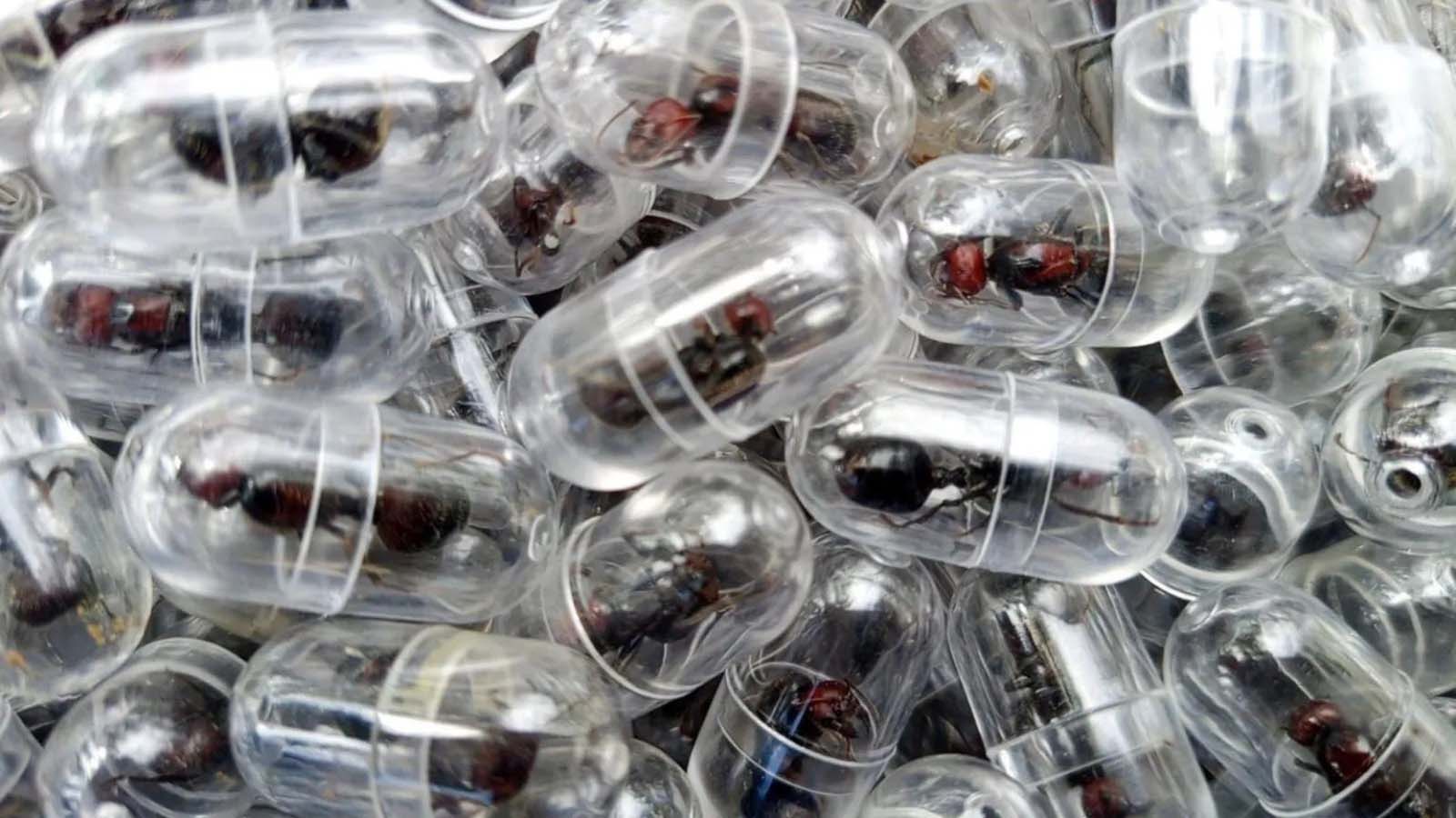 MAN ARRESTED ATTEMPTING TO SMUGGLE MORE THAN 2K ANTS