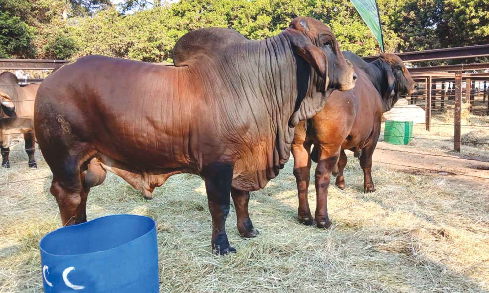 Livestock sector key to agric growth, rural incomes