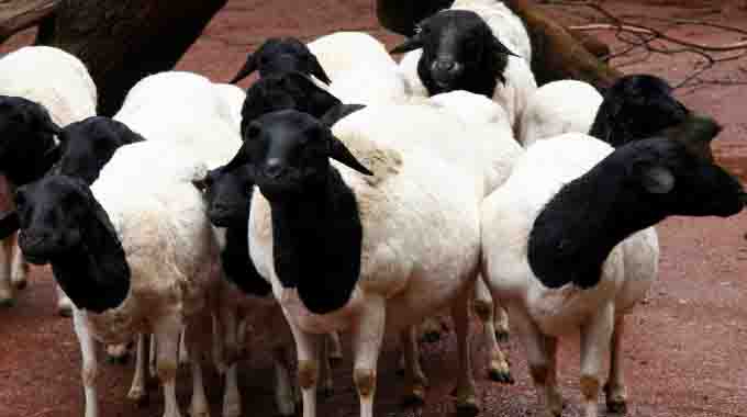 Vikelani izimvu kumkhuhlane we-Vibriosis