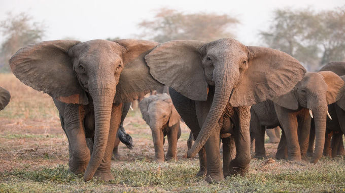 Beitbridge RDC engages professional hunters to  tackle rising elephant conflict