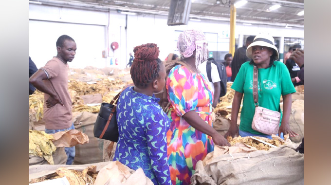 Claiming the gold: Women carve their place in Zim’s tobacco economy