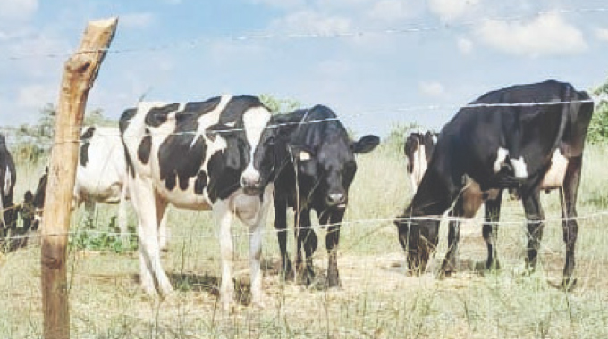 Smallholder farmers poised to drive rise in national milk output