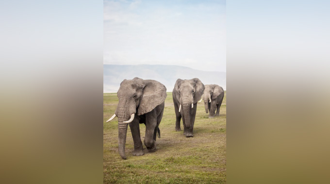 Why are conservationists alarmed about Botswana’s biggest elephant hunt?