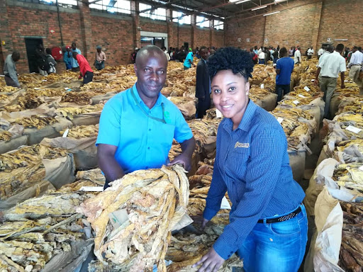 Illegal tobacco buyers prey on tobacco farmers