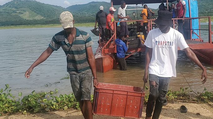From empty nets to new harvests: How Zimbabwe aquaculture boom is transforming food security across Southern Africa