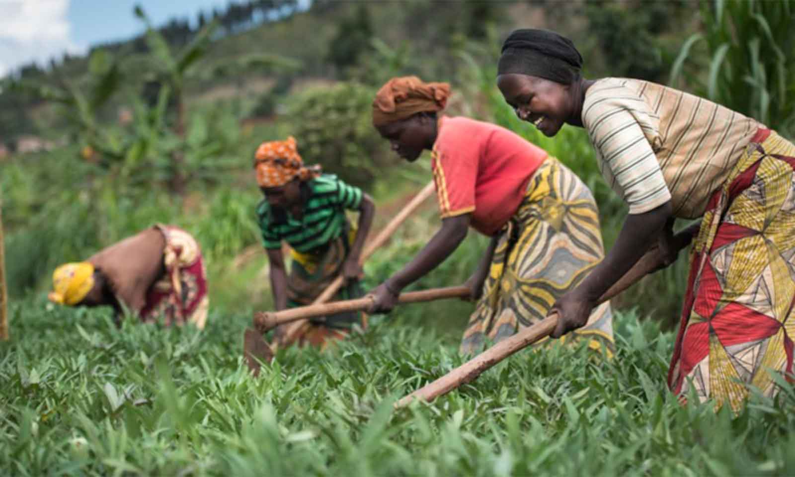 33 million women grow food on plots in sub‑Saharan Africa – study