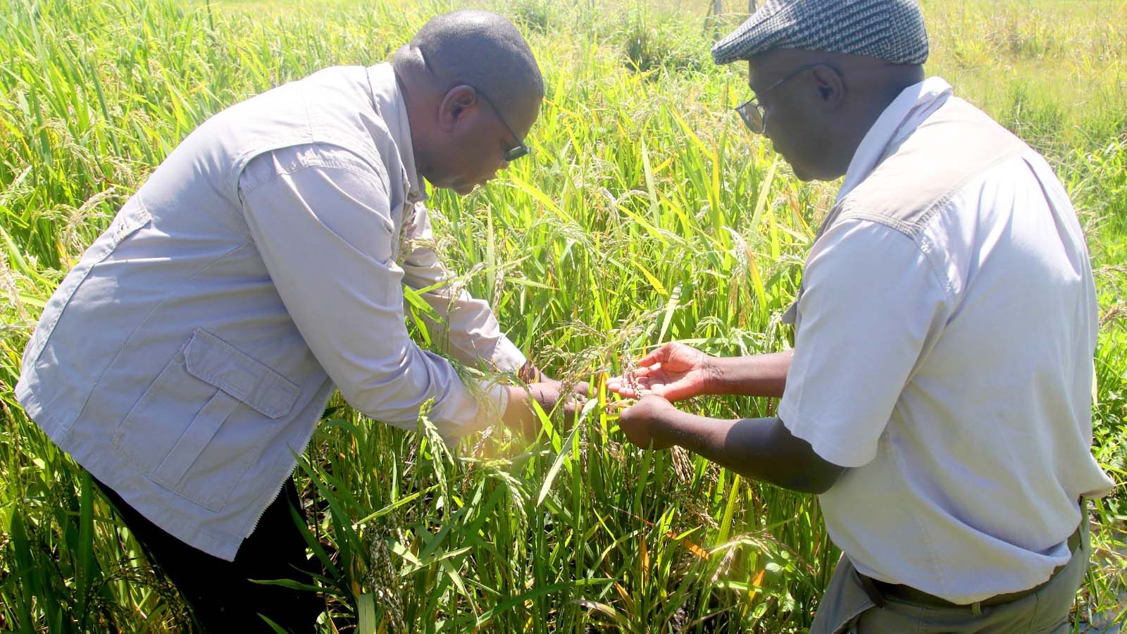 Hurumende yosimbaradza kurimwa kwemupunga
